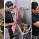 Rescató Gobierno de Reynosa mascota en condiciones de maltrato