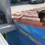 Exhorta Alcalde de Reynosa al buen cuidado de las mascotas