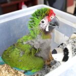 ZOOLÓGICO DE NUEVO LAREDO DA LA BIENVENIDA A NUEVOS INTEGRANTES; NACE CRÍA DE DROMEDARIO Y GUACAMAYA