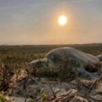 Incrementa Tamaulipas resguardo de huevos de tortuga lora en un 20%