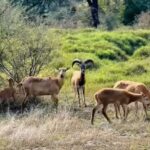 Logra la UAT el nacimiento de dos crías de borrego muflón europeo