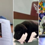 Vuelcan corazones en Reynosa para dar un hogar a «Botas»