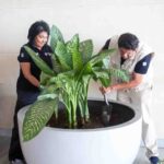 Conmemora el Parque Cultural Reynosa el Día Mundial del Medio Ambiente con doble inauguración