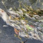 Activan respuesta inmediata por mortandad peces en canal de El Mante