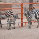NACE CRÍA DE CEBRA EN EL ZOOLÓGICO Y ACUARIO DE NUEVO LAREDO