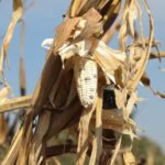 Sube por sequía 253% importación de maíz