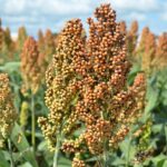 El sorgo: centinela del campo tamaulipeco al borde del colapso