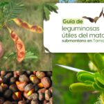 La UAT invita a conocer más sobre las leguminosas y su aprovechamiento