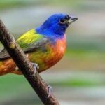 Tiene Tamaulipas una gran riqueza de aves : Comisión de Parques