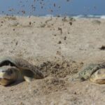 Nuevo récord de Tamaulipas en liberación de crías de tortuga lora