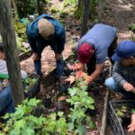 Reforesta SEDUMA 5 mil árboles en la Biosfera El Cielo