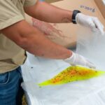 Invierte Tamaulipas en prevención y monitoreo contra el gusano barrenador