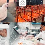 Producirá la UAT pollos de engorda con mayor calidad nutritiva y saludable