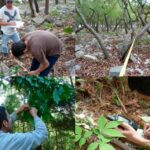 Busca la UAT conservar bosques de encino con tecnología geoespacial