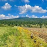 Ignora primer informe problemas más urgentes del campo: Grupo Consultor