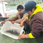 Arranca siembra de trucha pinta en Miquihuana