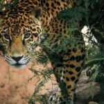 Lanza Comisión de Parques cruzada en pro del jaguar