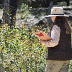 Impulsa Tamaulipas polinización en ruta de la mariposa monarca