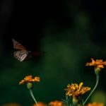 Facilita Tamaulipas migración de la mariposa monarca: CPBT