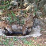 Libera Comisión de Parques cinco jaguares en Tamaulipas