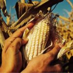 México tiene un problema con el maíz: la dependencia de EEUU amenaza su símbolo cultural