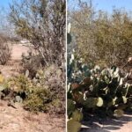 CONVOCA GOBIERNO MUNICIPAL A PRODUCTORES RURALES A REGISTRARSE PARA EL SUBSIDIO DE GAS LP DESTINADO AL CHAMUSQUE DE NOPAL