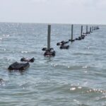 Garantiza supervisión técnica buenas prácticas acuícolas en Tamaulipas