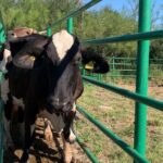 Reafirma Tamaulipas su compromiso con la innovación pecuaria