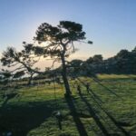 Es Pino Solo en Ciudad Victoria, un tesoro natural de Tamaulipas