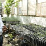 Implementa la UAT manejo sustentable del maguey mezcalero en Miquihuana