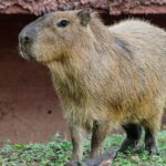 Llega una adorable pareja de capibaras al Zoológico Tamatán