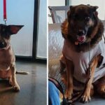 Recomienda Alcalde Carlos Peña Ortiz cuidado de mascotas por temporada invernal