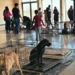 Invita Gobierno de Carlos Peña Ortiz a participar en Centro de Acopio para Mascotas