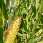 Cerca de 180 mil toneladas de grano de maíz están en riesgo en Guanajuato por permanecer al aire libre