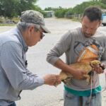 Realiza SST campaña preventiva para la detección de Rickettsiosis