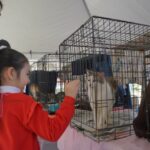 GOBIERNO MUNICIPAL INVITA A LA FERIA DE ADOPCIONES CANINA Y FELINA PARA PROMOVER LA ADOPCIÓN RESPONSABLE