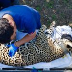 Jaguar rescatado sano y salvo en Gómez Farías: Comisión de Parques
