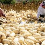 EU anuncia inversión de 40 mdd en México para fortalecer el sistema alimentario; embajador Johnson destaca beneficios