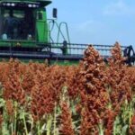Crece importación de sorgo 833%