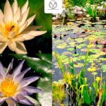 Colabora UAT en la conservación de humedales y ecosistemas acuáticos