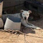 Demuestran reynosenses corazón solidario con la vida animal