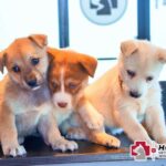 Celebra el Día de los Cachorros con los servicios del Hospital Veterinario de Reynosa
