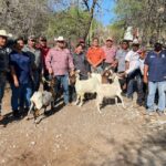 Impulsan evaluación reproductiva de sementales caprinos en Jaumave