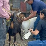 Impulsan eficiencia reproductiva del ganado caprino en Miquihuana