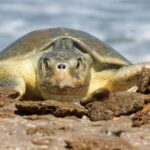 Continúa temporada de anidación de tortuga lora; se resguardan más de 28 mil huevos