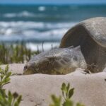 Avanza temporada de anidación de tortuga lora; suman más de 16 mil huevos protegidos