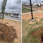GOBIERNO MUNICIPAL FORTALECE ÁREAS VERDES CON JORNADA DE REFORESTACIÓN EN DISTINTOS SECTORES DE LA CIUDAD