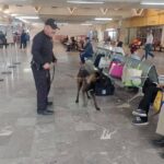 Con más de tres mil acciones operativas y de proximidad, el Agrupamiento Canino de la Guardia Estatal fortalece la prevención y combate al delito en Tamaulipas
