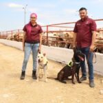 Avanza Tamaulipas en control del gusano barrenador con apoyo de binomios caninos