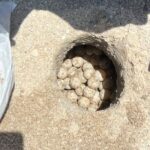 Supera Tamaulipas los 222 mil huevos de tortuga lora protegidos